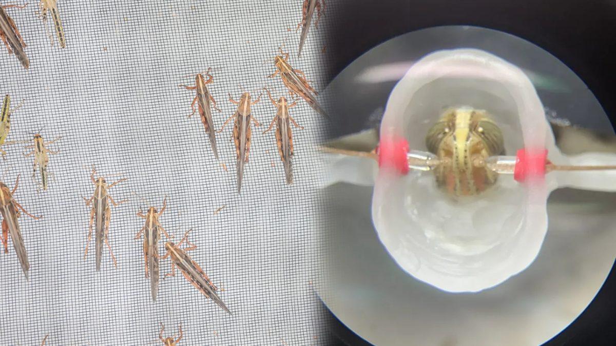 Çekirgelerin ’Koklayarak’ Kanseri Teşhis Edebileceği Keşfedildi: Peki Ne İşimize Yarayacak?