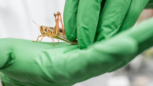 Çekirgelerin ’Koklayarak’ Kanseri Teşhis Edebileceği Keşfedildi: Peki Ne İşimize Yarayacak?
