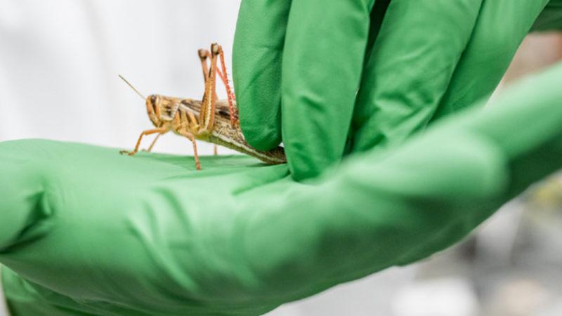 Çekirgelerin ’Koklayarak’ Kanseri Teşhis Edebileceği Keşfedildi: Peki Ne İşimize Yarayacak?