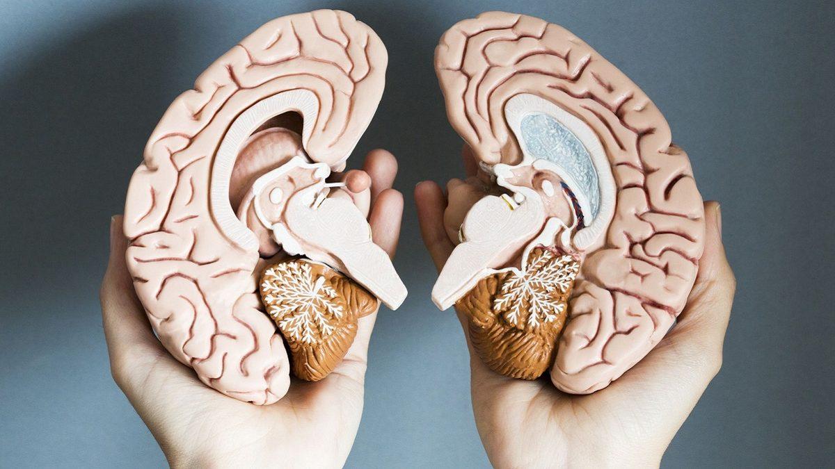 Daha Yaratıcı ya da Mantıklı Biri Olmanızın ’Beynin Sağ veya Sol Tarafıyla’ Neden Bir İlgisi Yok?