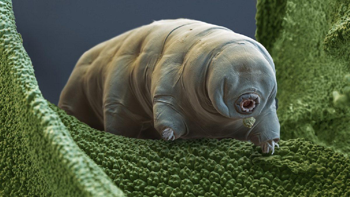 Yaşamın Dünya’da Oluşmadığını, Uzaydan Geldiğini Savunan Ürpertici Teori: Panspermia