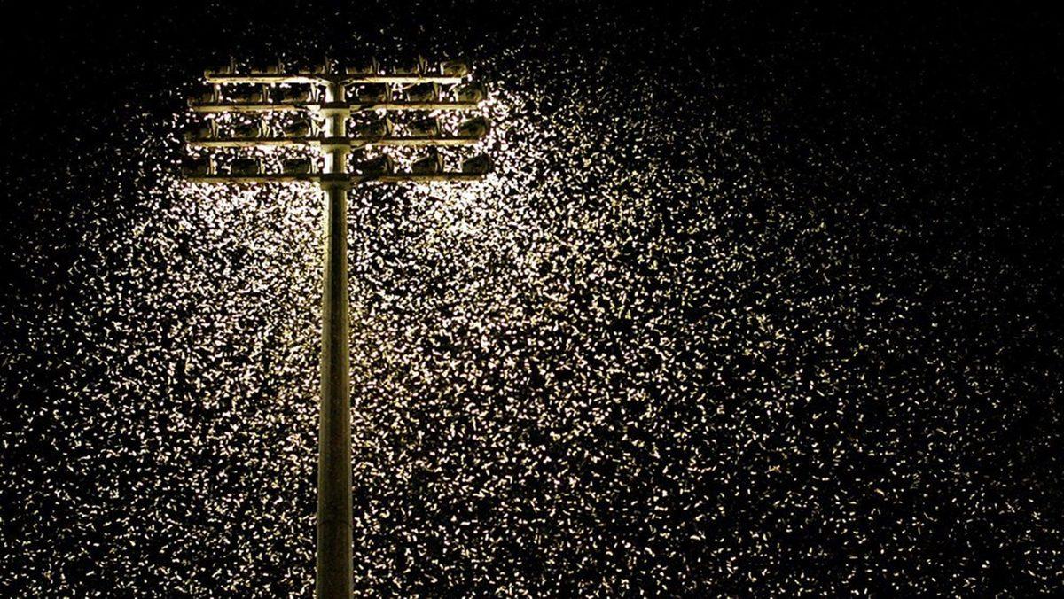 Sineklerin Ampul Gibi Işık Kaynakları Etrafında Tavaf Etmelerinin İlginç Sebebi