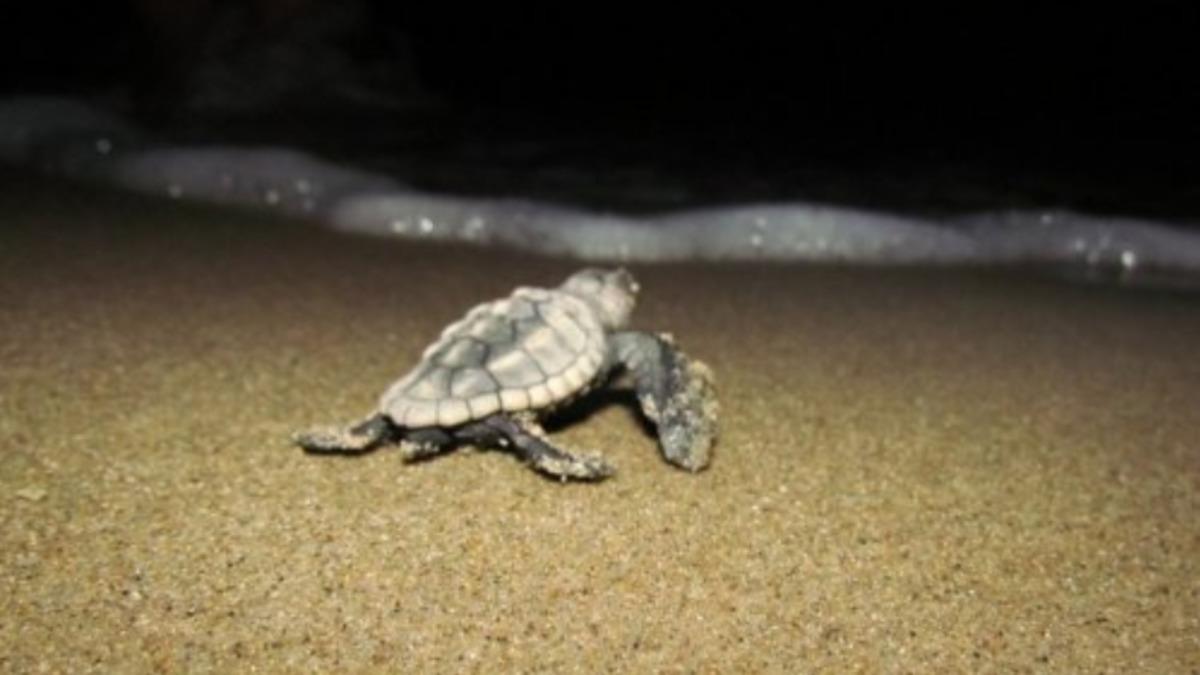 Yapay Işık Hayvanların Davranışlarını da Etkiliyor (Sadece İnsanlar Sorun Yaşamıyormuş)