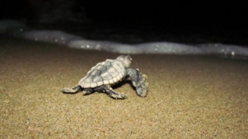 Yapay Işık Hayvanların Davranışlarını da Etkiliyor (Sadece İnsanlar Sorun Yaşamıyormuş)