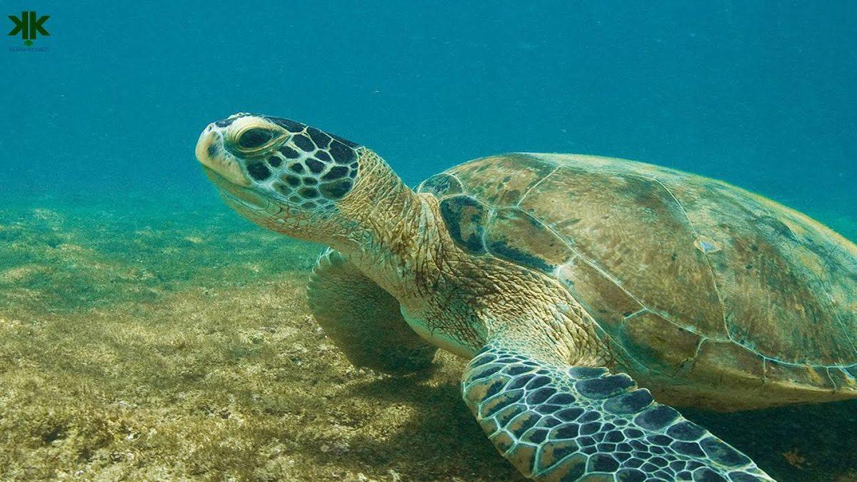 Küresel Isınma Yüzünden Neredeyse Bütün Deniz Kaplumbağaları Dişi Oluyor