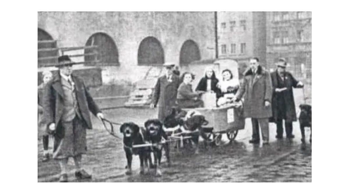 En Sadık ve Zeki Cinslerden Biri Olarak Bilinen ’Rottweiler’lar Hakkında İlginç Gerçekler