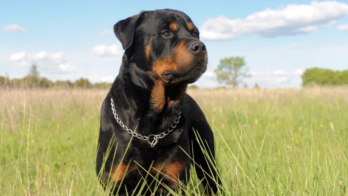 En Sadık ve Zeki Cinslerden Biri Olarak Bilinen ’Rottweiler’lar Hakkında İlginç Gerçekler