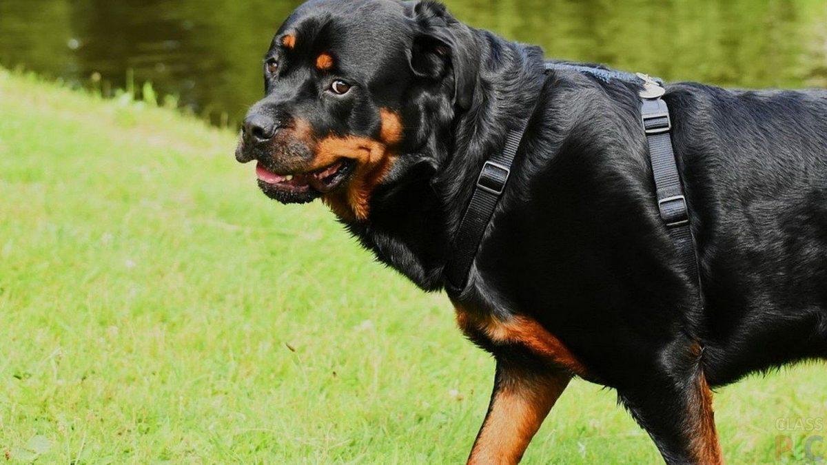 En Sadık ve Zeki Cinslerden Biri Olarak Bilinen ’Rottweiler’lar Hakkında İlginç Gerçekler
