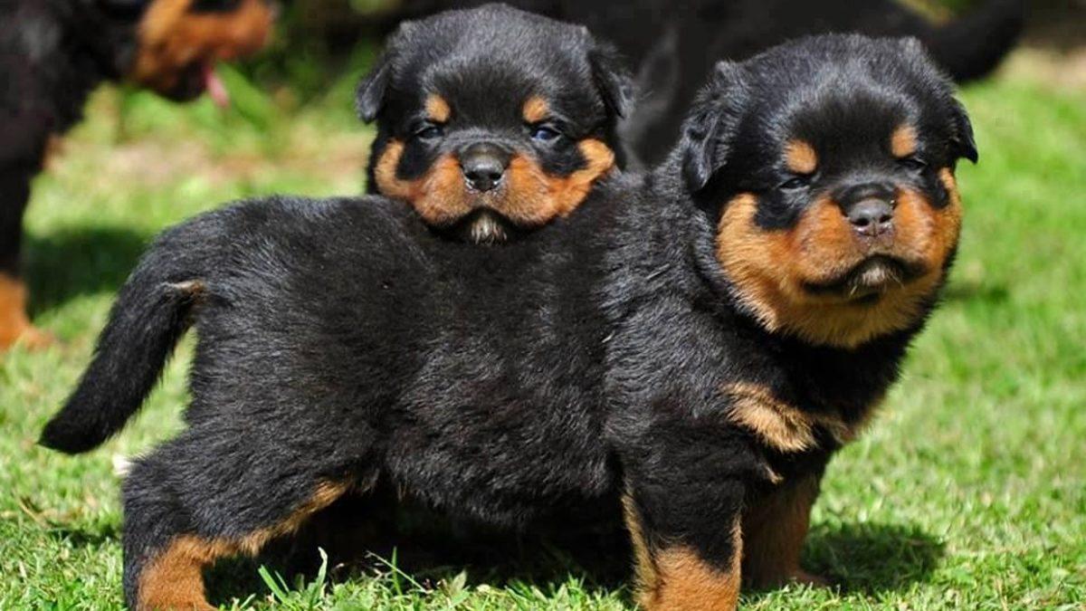 En Sadık ve Zeki Cinslerden Biri Olarak Bilinen ’Rottweiler’lar Hakkında İlginç Gerçekler