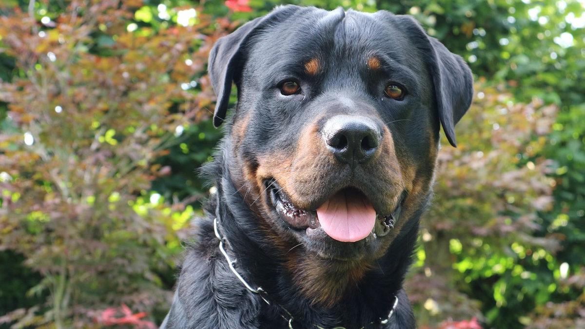 En Sadık ve Zeki Cinslerden Biri Olarak Bilinen ’Rottweiler’lar Hakkında İlginç Gerçekler