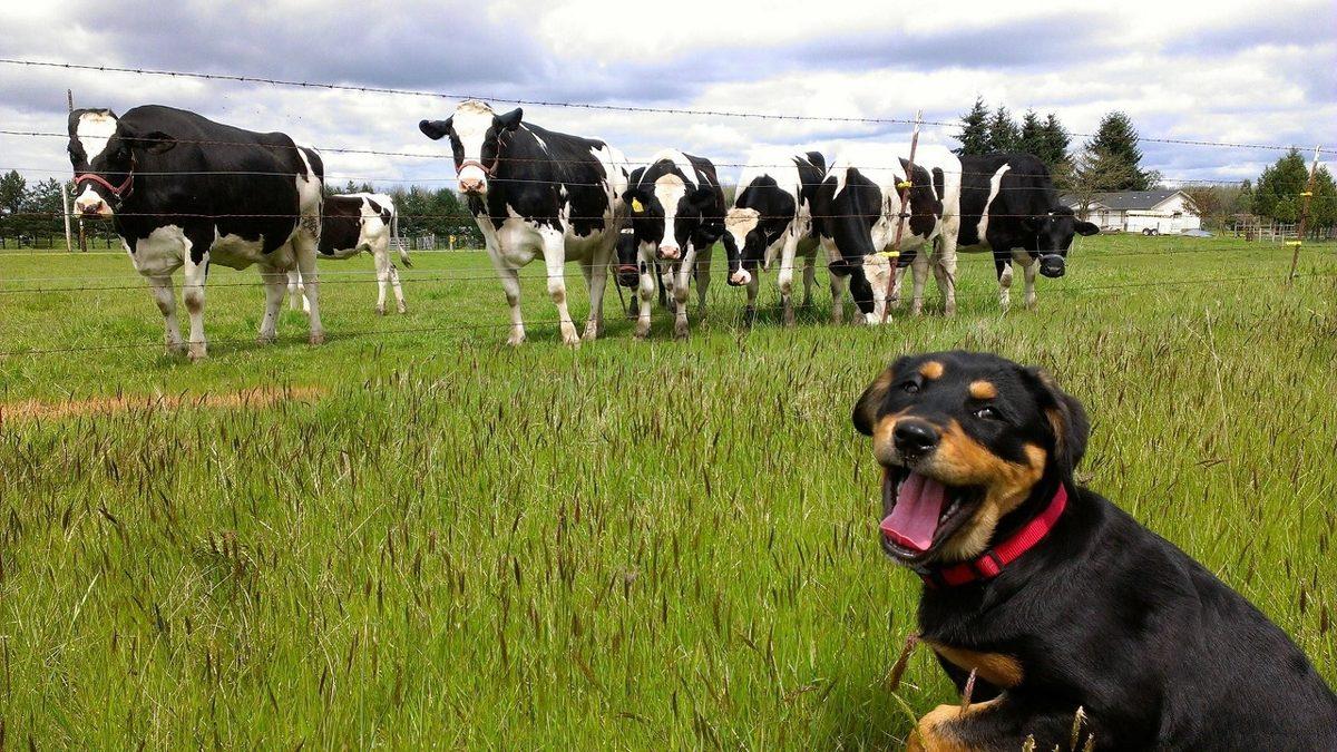 En Sadık ve Zeki Cinslerden Biri Olarak Bilinen ’Rottweiler’lar Hakkında İlginç Gerçekler