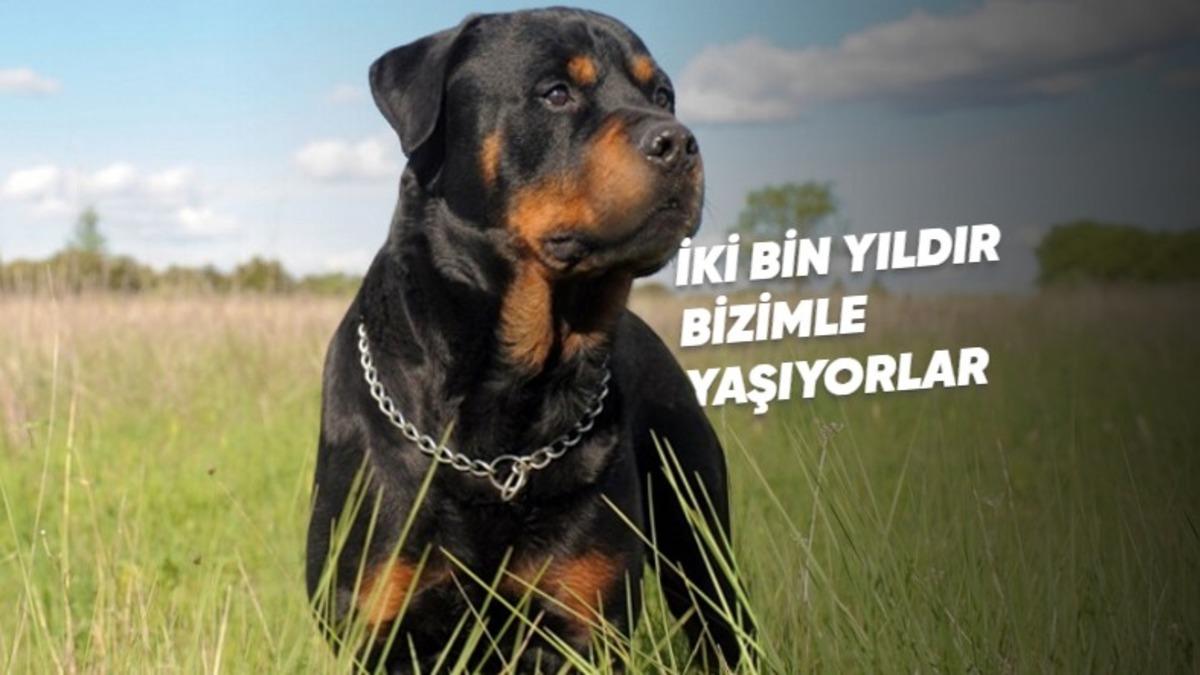 En Sadık ve Zeki Cinslerden Biri Olarak Bilinen ’Rottweiler’lar Hakkında İlginç Gerçekler