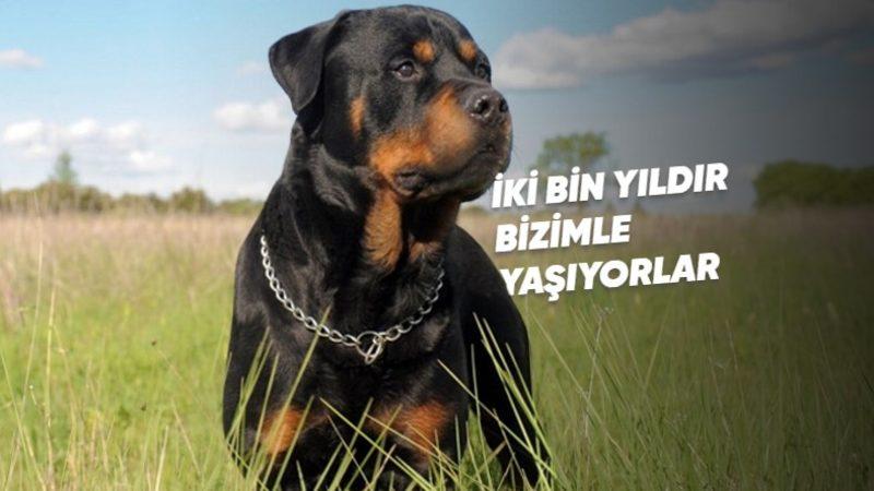 En Sadık ve Zeki Cinslerden Biri Olarak Bilinen ’Rottweiler’lar Hakkında İlginç Gerçekler