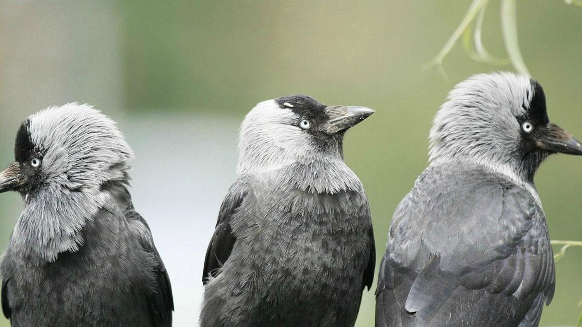 Bütün Kuşlar ’Kuş Beyinli’ Değil: Bazı Kuşların Neden Daha Zeki Olduğu Açıklandı