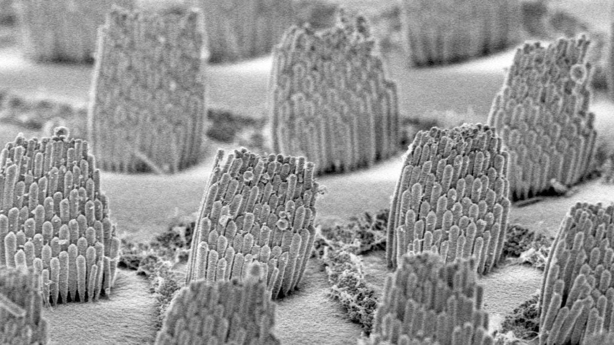 Bu İşitme Testiyle Kulağınızın Aslında Kaç Yaşında Olduğunu Öğrenin!