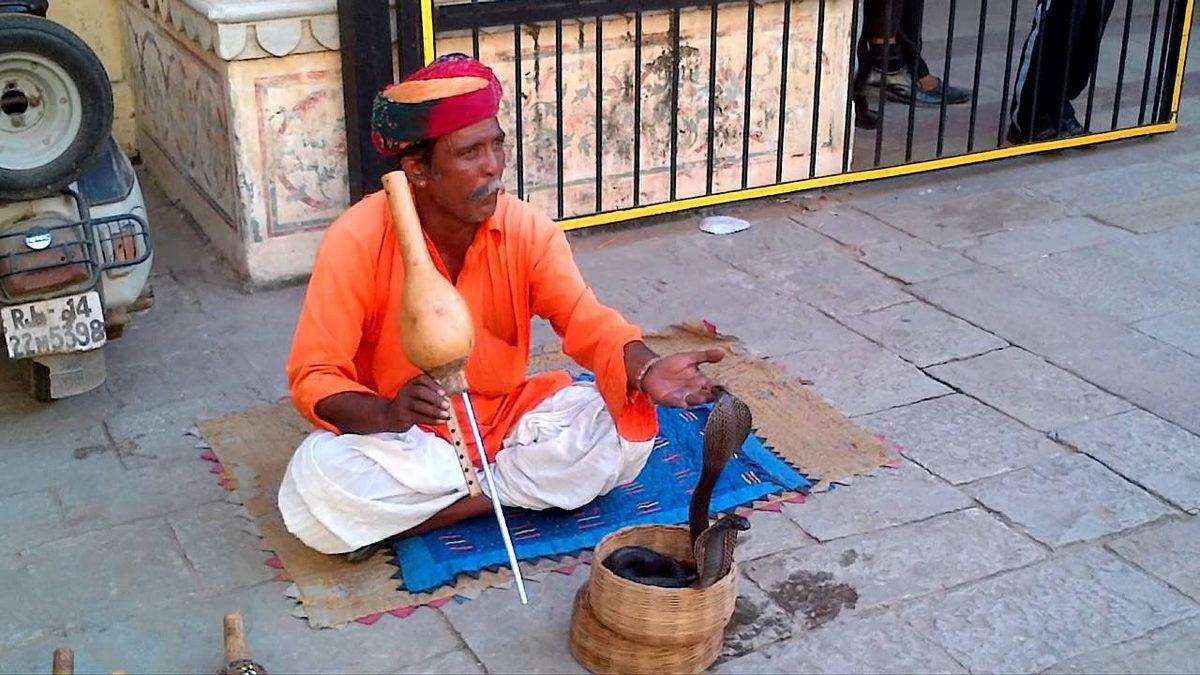 Kulağı Bile Olmayan Yılanların Müziği Duyunca Dans Etmelerinin Ardındaki Gerçek