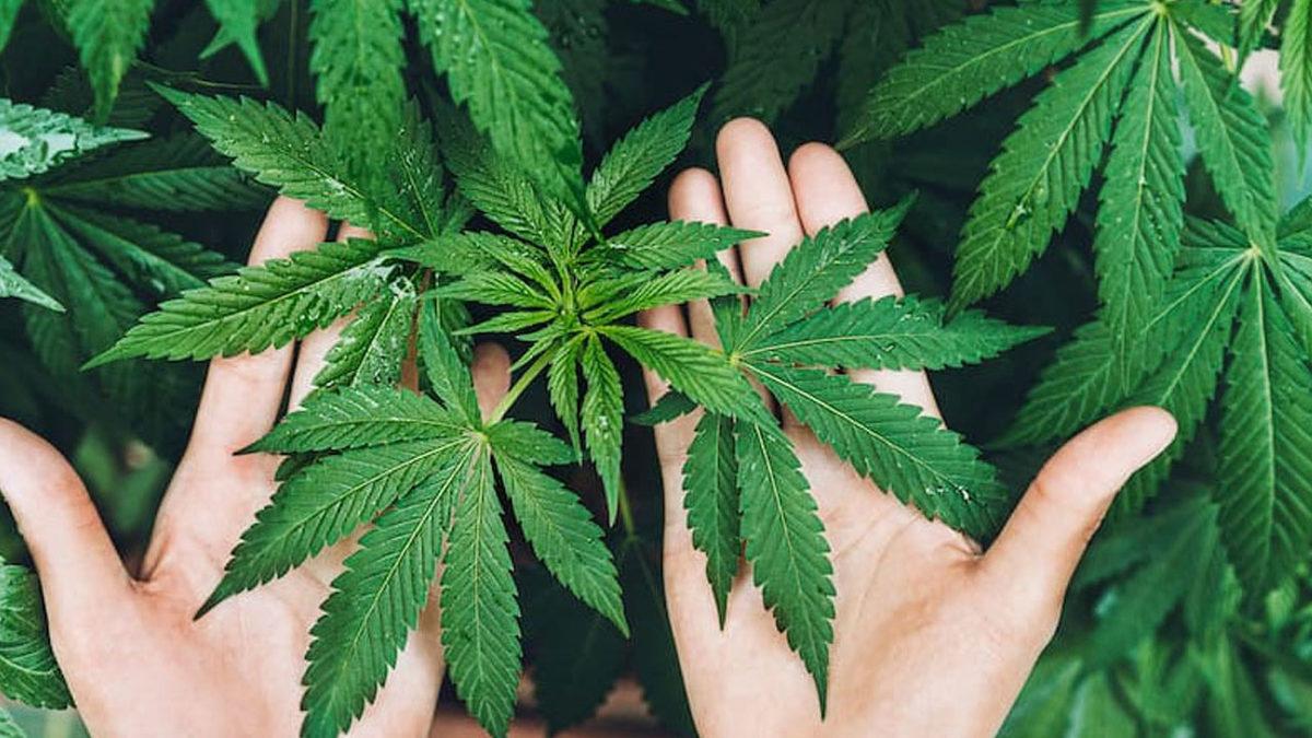 Kenevir Kullanan Çiftlerin Birbirlerini ’Tam Olarak Anlayamadığı’ Ortaya Çıktı