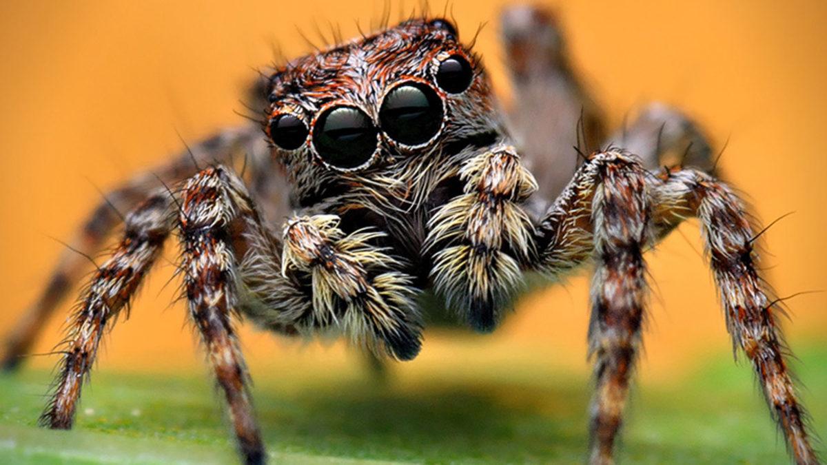 Örümcekler de Tıpkı Bizim Gibi Rüya Görüyor Olabilir (Horlamaya da Başlamazlar Umarız)