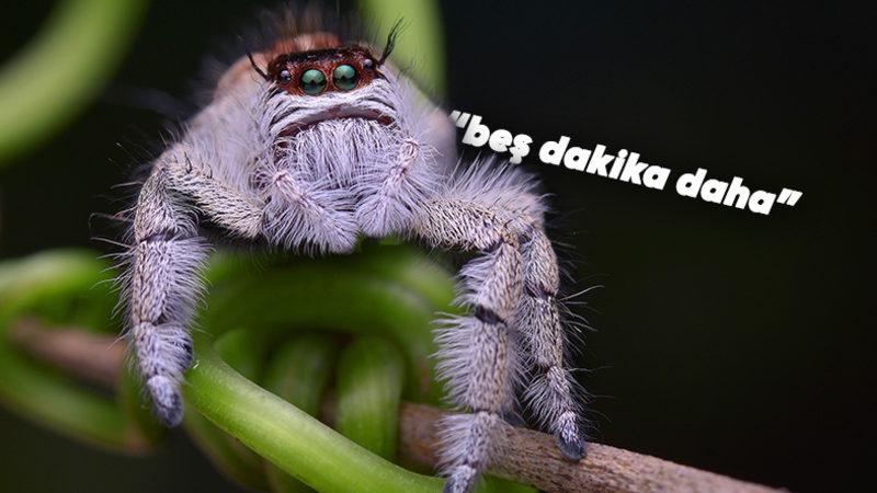 Örümcekler de Tıpkı Bizim Gibi Rüya Görüyor Olabilir (Horlamaya da Başlamazlar Umarız)