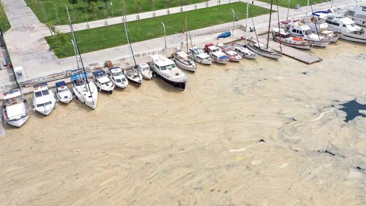 Denizlerimizi Boğan Müsilaj Nedir, Nasıl Ortaya Çıktı ve Ne Yaparak Önleyebiliriz?