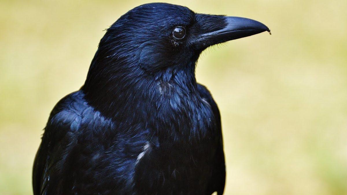 Kargalar Aslında Kaç Yıl Yaşar? Gerçekler, Bugüne Kadar Duyduklarınızdan Çok Farklı!