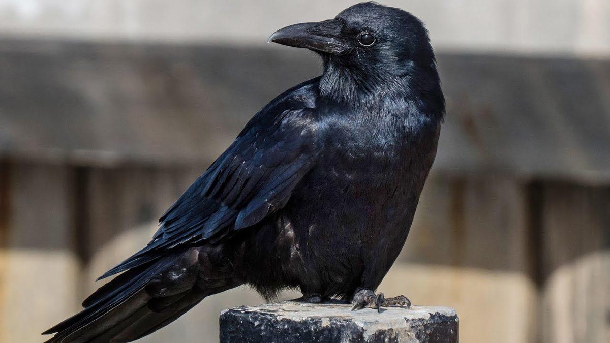 Kargalar Aslında Kaç Yıl Yaşar? Gerçekler, Bugüne Kadar Duyduklarınızdan Çok Farklı!