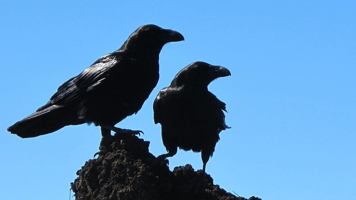 Kargalar Aslında Kaç Yıl Yaşar? Gerçekler, Bugüne Kadar Duyduklarınızdan Çok Farklı!