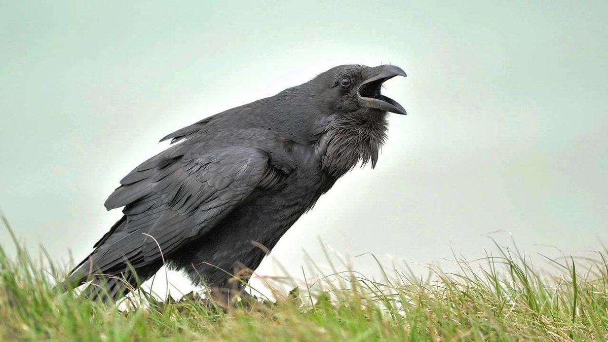 Kargalar Aslında Kaç Yıl Yaşar? Gerçekler, Bugüne Kadar Duyduklarınızdan Çok Farklı!