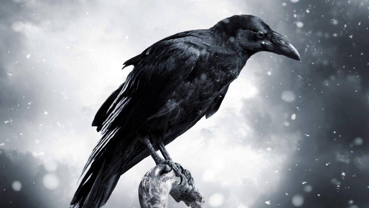 Kargalar Aslında Kaç Yıl Yaşar? Gerçekler, Bugüne Kadar Duyduklarınızdan Çok Farklı!