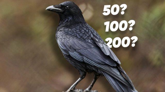 Kargalar Aslında Kaç Yıl Yaşar? Gerçekler, Bugüne Kadar Duyduklarınızdan Çok Farklı!