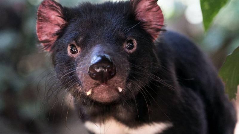 Avustralya’da 3.000 Yıl Sonra İlk Kez Bir Tazmanya Canavarı Doğumu Gerçekleşti