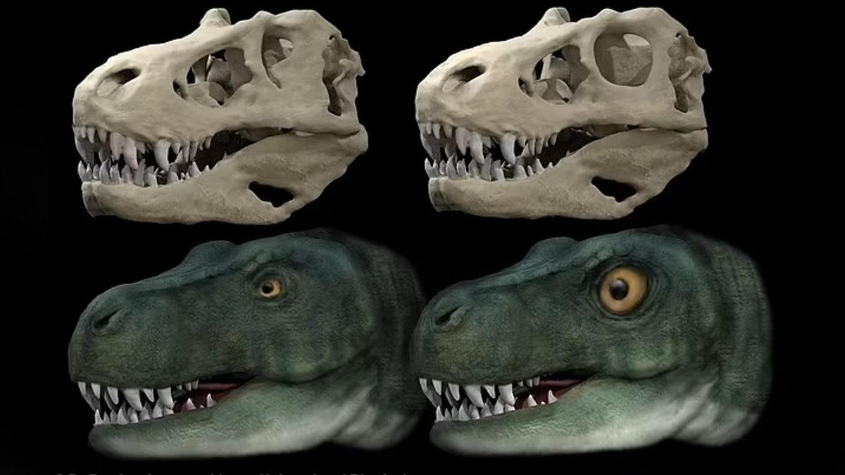 Dinozorların Efendisi Trex’lerin Giderek Daha Yırtıcı Olmasını Sağlayan Şey Keşfedildi