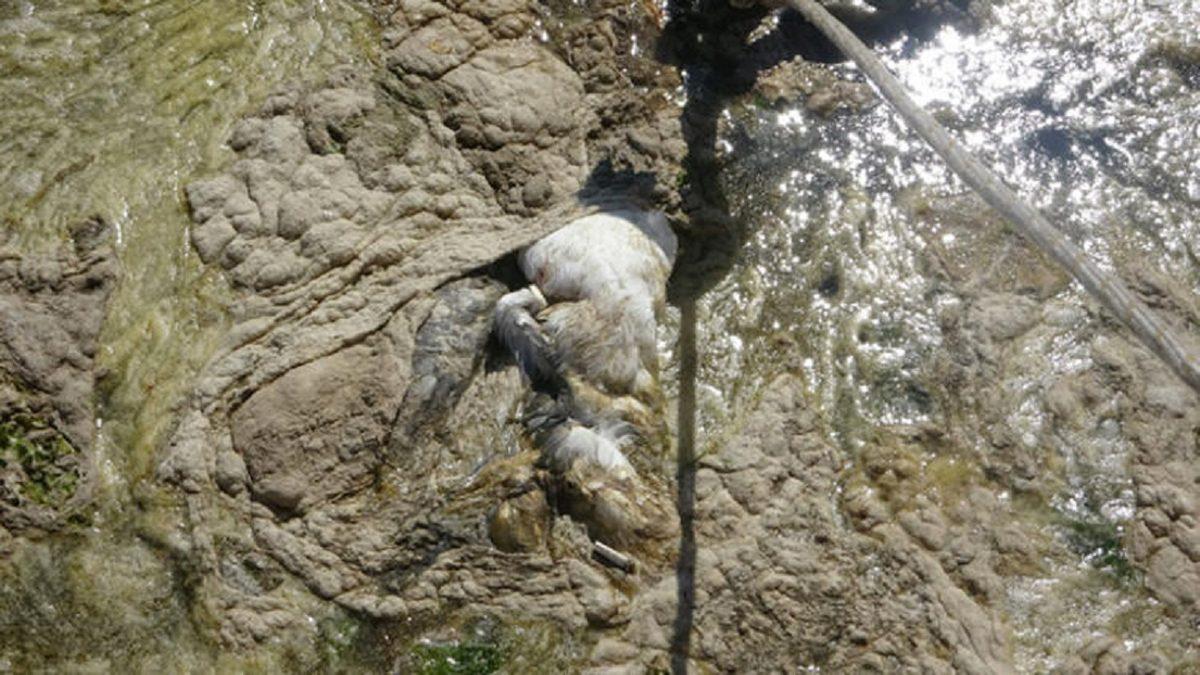 Marmara Denizi’nin Halini Bir Cesede Benzeten Türk Hidrobiyolog, Deniz Salyasının Sebeplerini Açıkladı