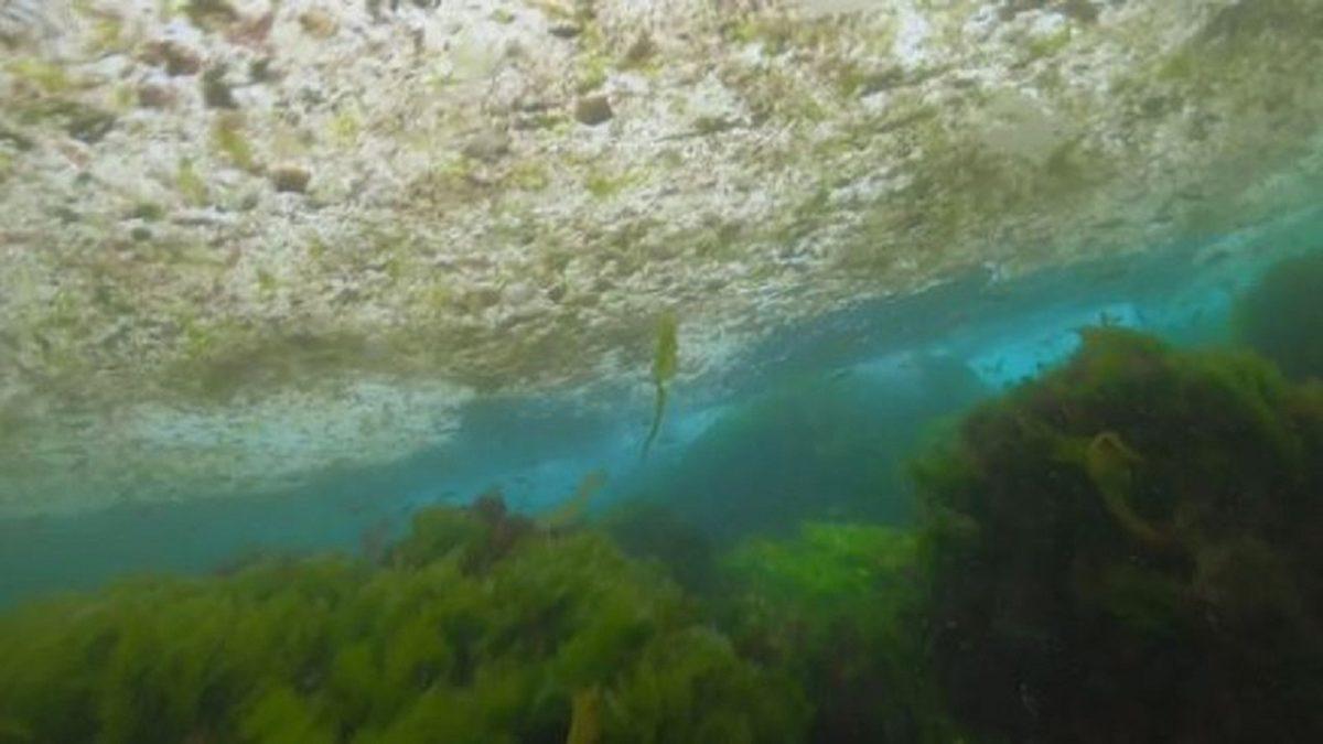 Marmara Denizi’nin Halini Bir Cesede Benzeten Türk Hidrobiyolog, Deniz Salyasının Sebeplerini Açıkladı