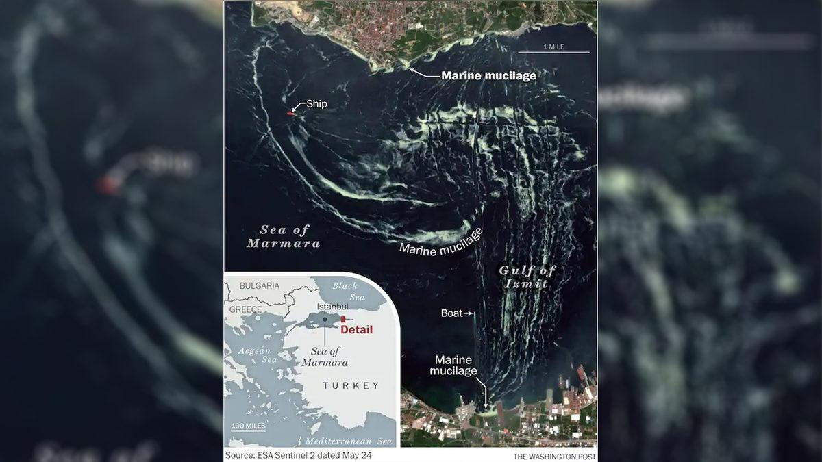İzmit Körfezi’ndeki Deniz Salyası Sorununun Ne Kadar Ciddi Olduğunu Gösteren Uydu Görüntüsü