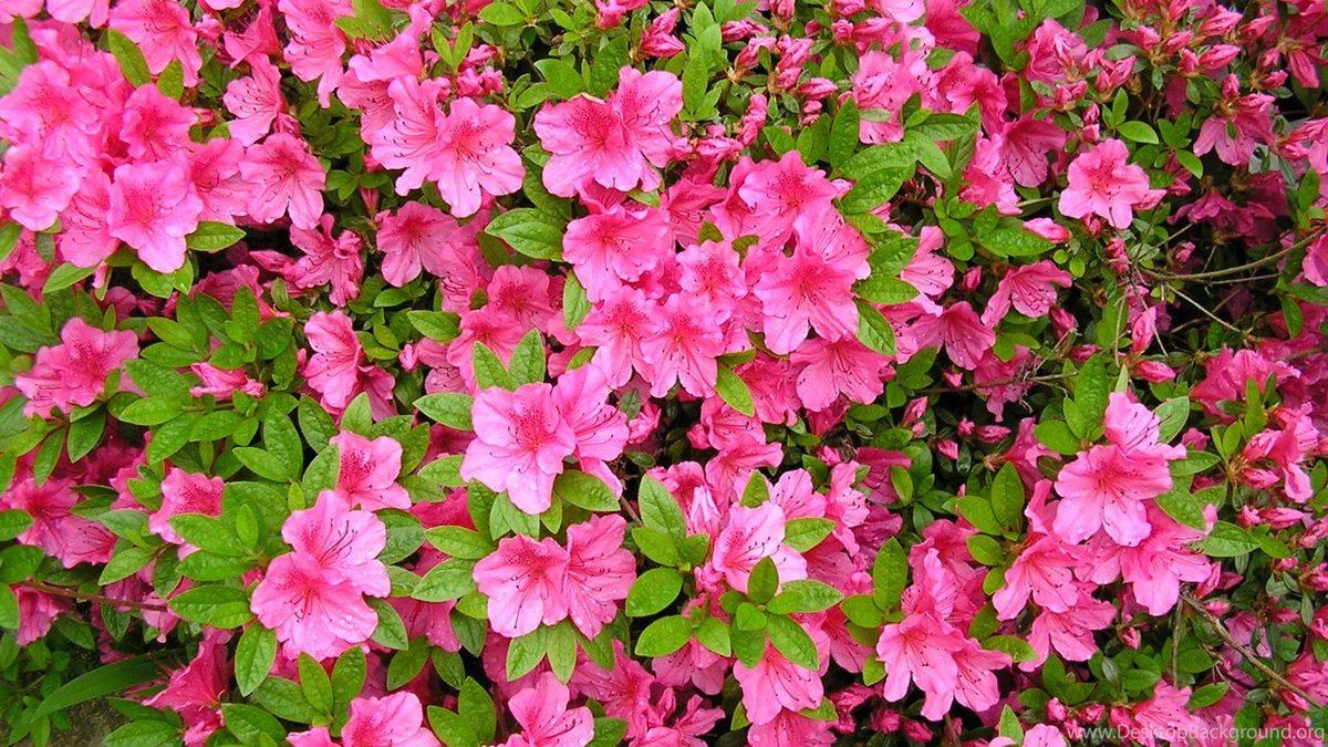 Komşudan Gelen Sözcükler: Zamanla Türkçeleşerek Dilimize Geçen Yunanca Kelimeler