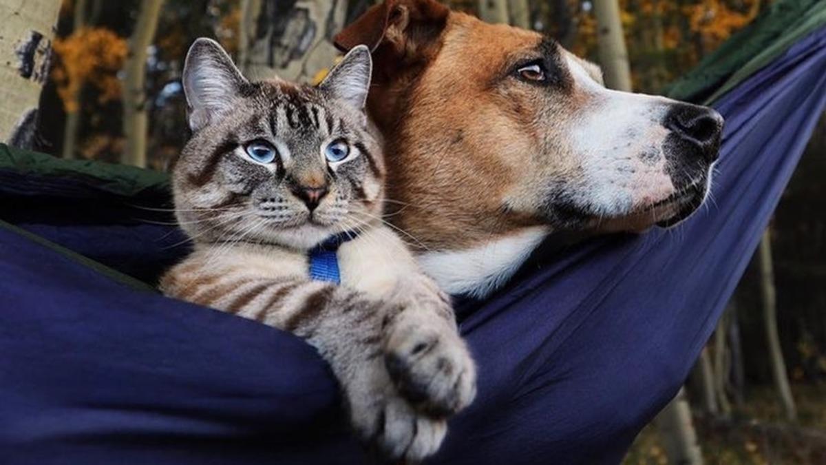 Evcil Hayvanlarımıza Kuru Mama Vermek Aslında Sanıldığı Kadar Sağlıklı Değil! Peki Minik Dostlarımızı Neyle Beslemek Gerekiyor?