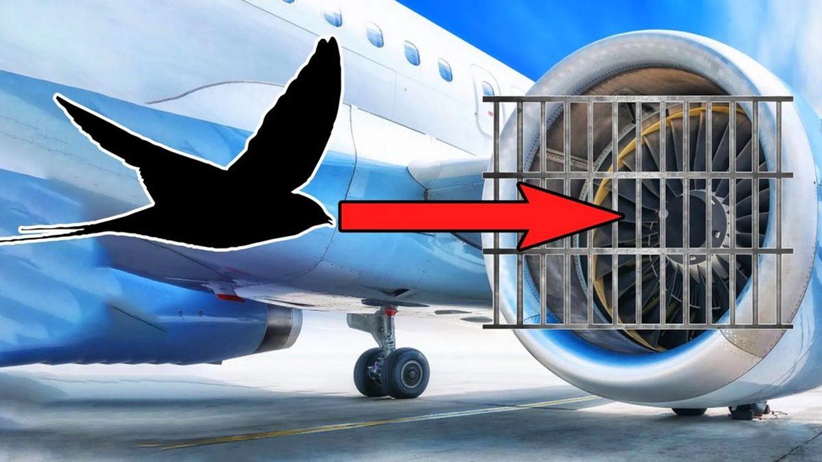 Uçak Motorlarının Önüne Kuş Sürüsü Tehlikesine Karşı Neden Tel Örgü Koyulmuyor?