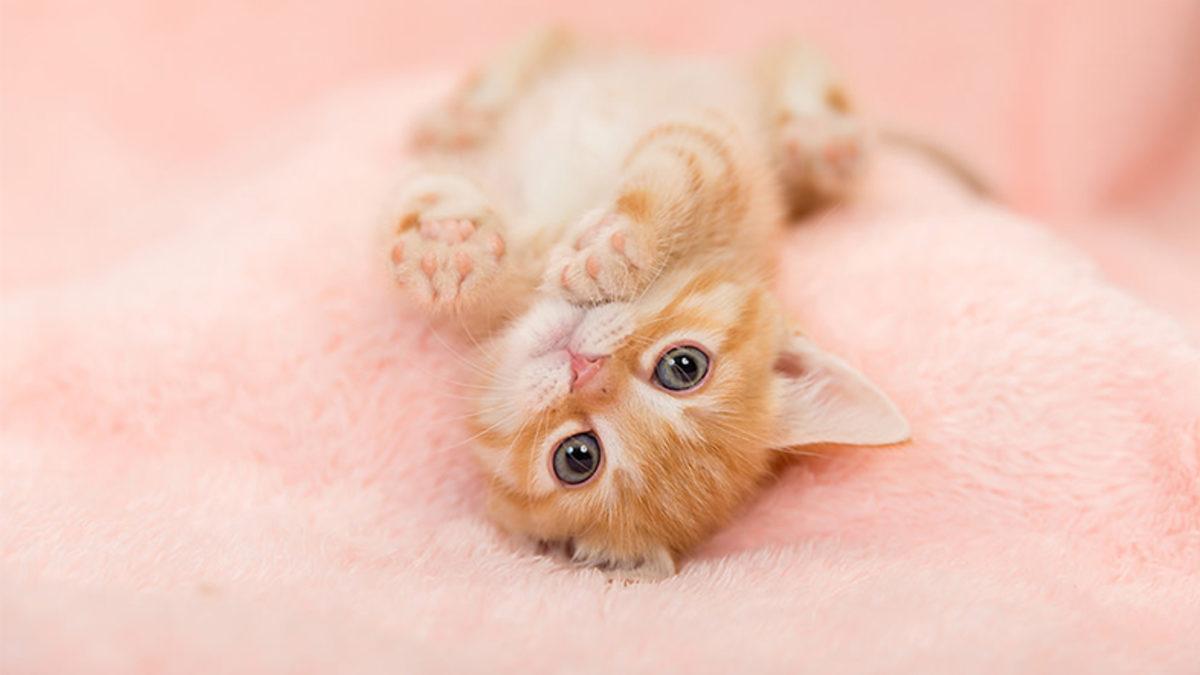 Kedilerin Kendini Neden Sevdirmediği Bilimsel Olarak Açıklandı (Hayır, Uzaylı Oldukları İçin Değil)