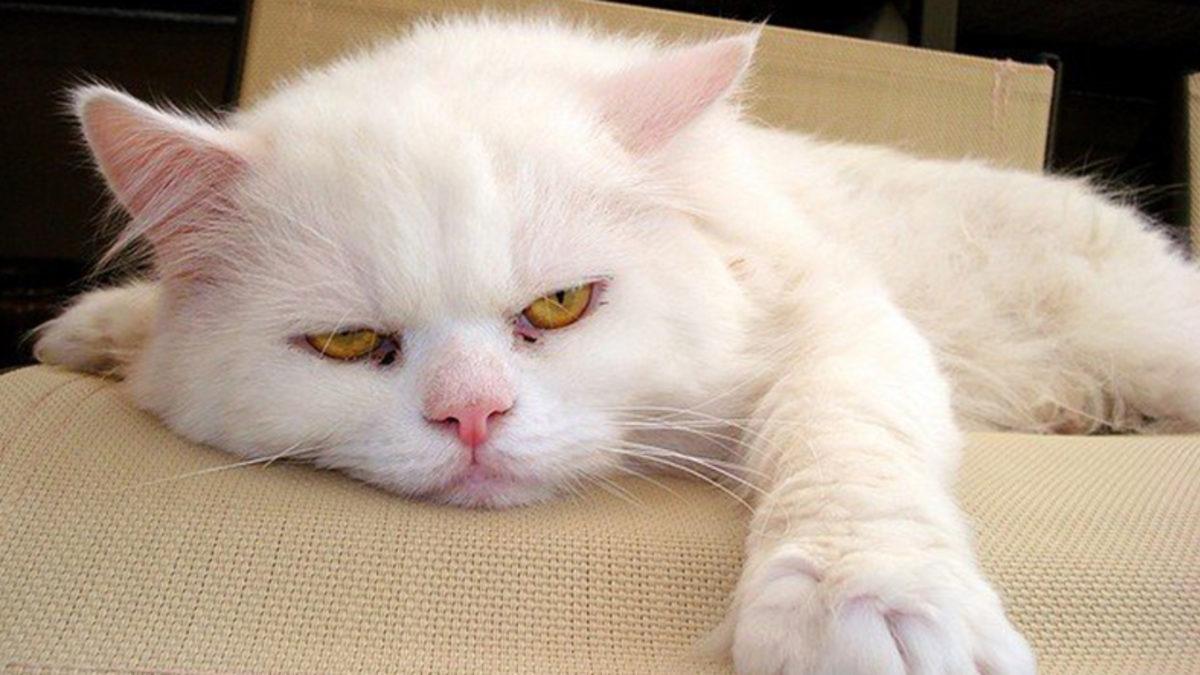 Kedilerin Kendini Neden Sevdirmediği Bilimsel Olarak Açıklandı (Hayır, Uzaylı Oldukları İçin Değil)