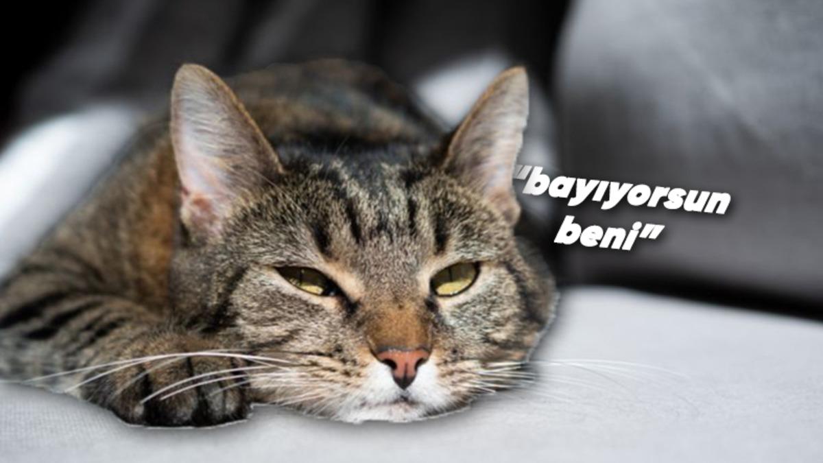 Kedilerin Kendini Neden Sevdirmediği Bilimsel Olarak Açıklandı (Hayır, Uzaylı Oldukları İçin Değil)