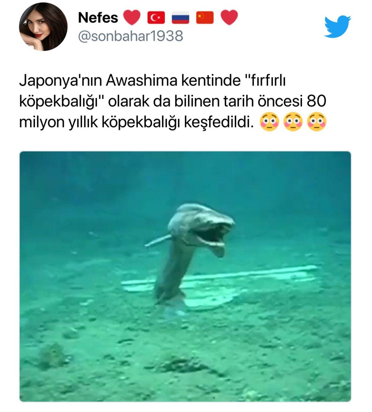 Bu Köpek Balığı, 80 Milyon Yaşında Falan Değil! İşte Viral Olan Videodaki Balık Hakkındaki Gerçekler...