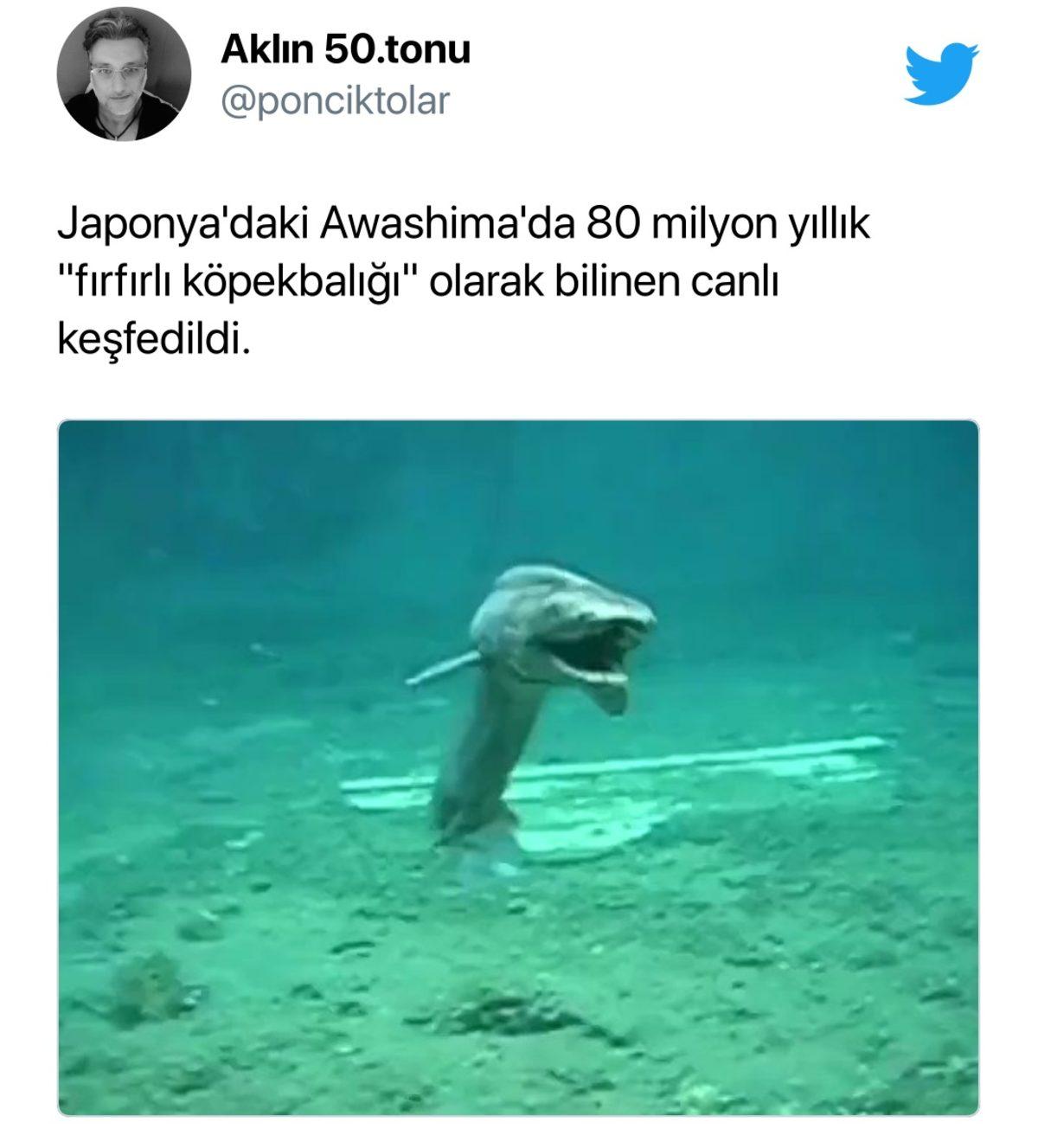 Bu Köpek Balığı, 80 Milyon Yaşında Falan Değil! İşte Viral Olan Videodaki Balık Hakkındaki Gerçekler...