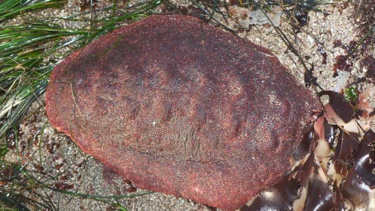 Iron Man Bak İşine: Kayaları Kemiren, Demirden Dişlere Sahip Bir Canlı Keşfedildi