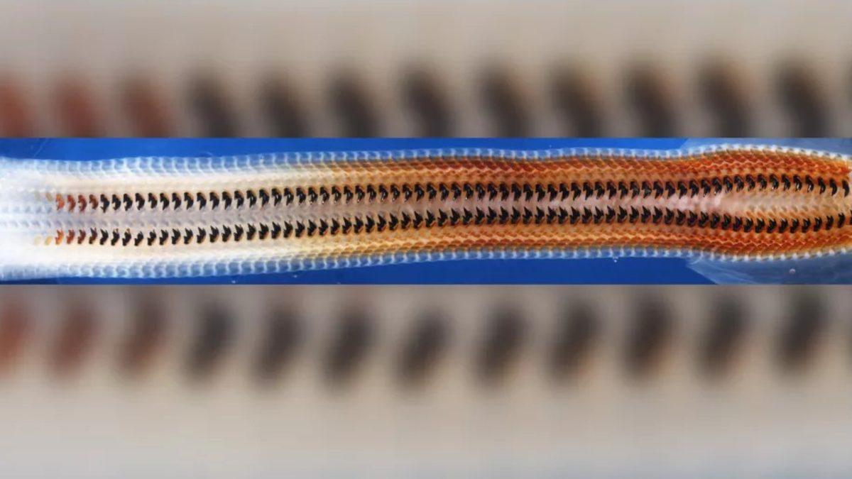 Iron Man Bak İşine: Kayaları Kemiren, Demirden Dişlere Sahip Bir Canlı Keşfedildi