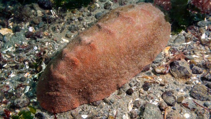 Iron Man Bak İşine: Kayaları Kemiren, Demirden Dişlere Sahip Bir Canlı Keşfedildi