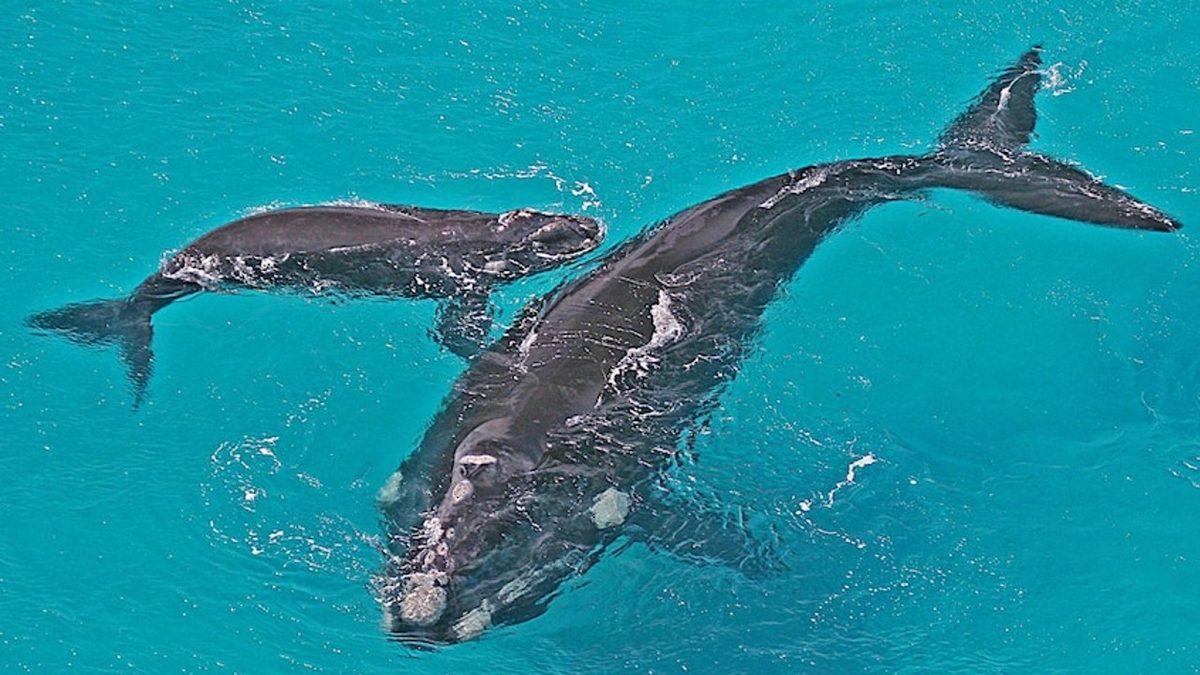 Sosyal Medyanın Faydaları da Var: Bilim İnsanları, Nadir Görülen Balinaları Yapılan Paylaşımlardan Tespit Etti