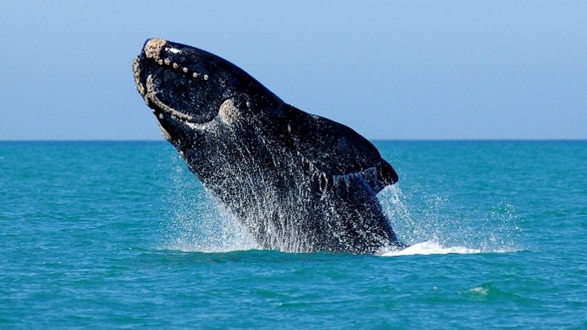 Sosyal Medyanın Faydaları da Var: Bilim İnsanları, Nadir Görülen Balinaları Yapılan Paylaşımlardan Tespit Etti