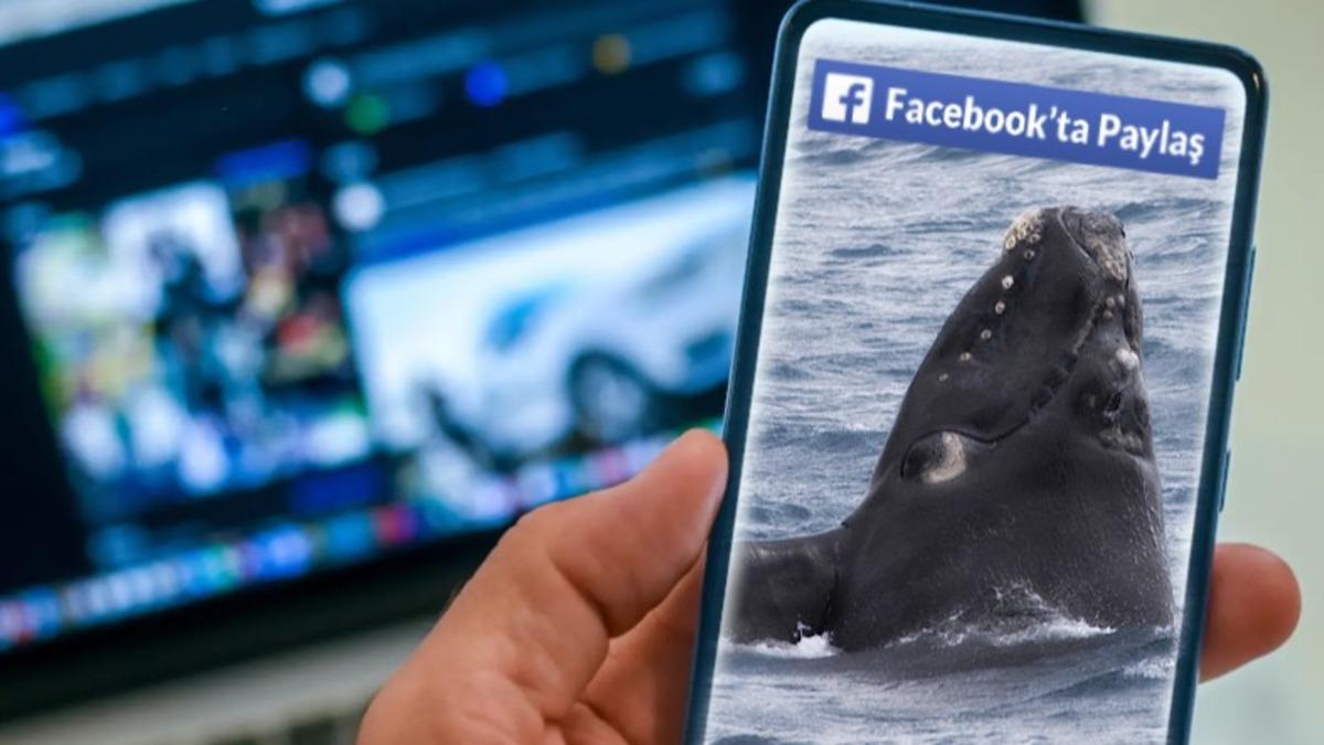 Sosyal Medyanın Faydaları da Var: Bilim İnsanları, Nadir Görülen Balinaları Yapılan Paylaşımlardan Tespit Etti