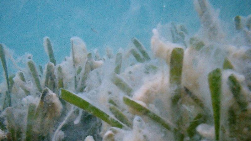 Marmara Denizi’ndeki Deniz Salyası Sorununu Araştırmak İçin Meclise Verilen Yönerge Reddedildi